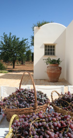 masseria-e-ulivi