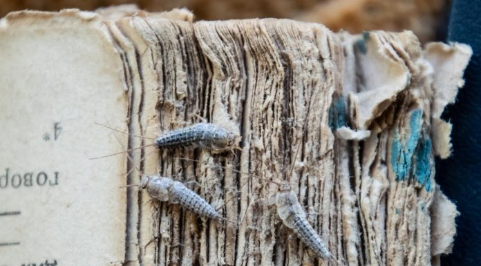 Pesciolini d’argento | Le tecniche migliori per eliminarli dalla nostra casa pesciolini d'argento