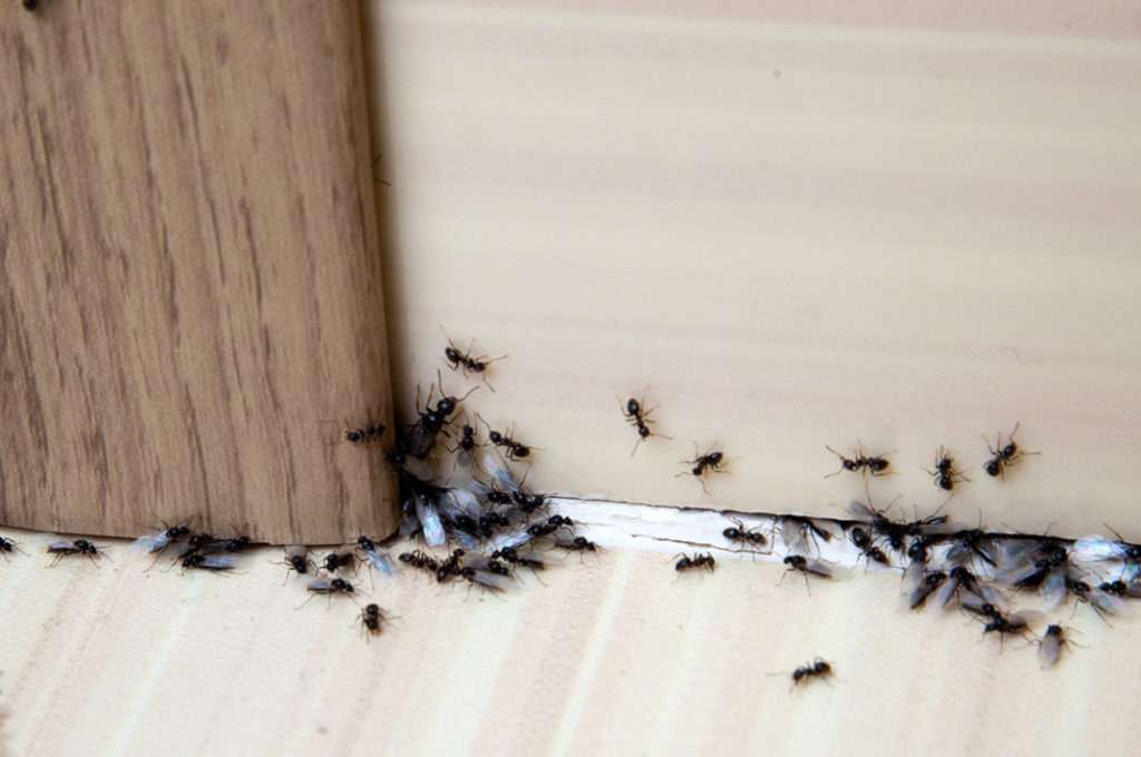 come-eliminare-le-formiche