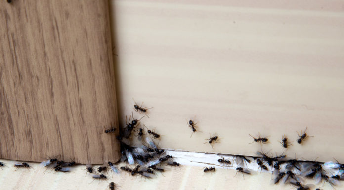 Come eliminare le formiche in casa | i rimedi più efficaci e naturali come-eliminare-le-formiche