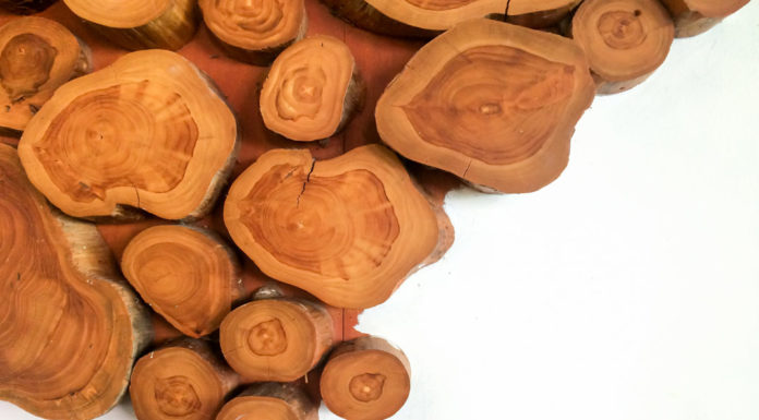 Legno teak | Caratteristiche, impieghi e prezzi legno teak