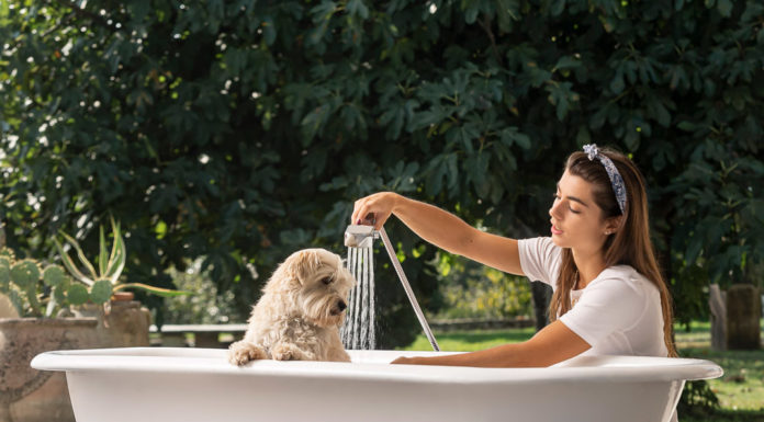 Mafalda: la ‘docciaspazzola’ ideale per animali domestici, dagli specialisti della #doccetteria Damast
