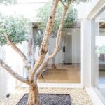 WnD_realizzazione-Olivo-Sicilia_Fisso_luce_patio